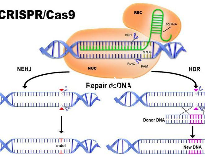 真?zhèn)坞y辨？一文了解林卡爾真假辨別7大方法