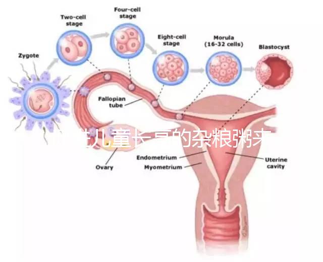 促進(jìn)兒童長(zhǎng)高的雜糧粥來(lái)了，世界公認(rèn)最快長(zhǎng)個(gè)早餐快安排
