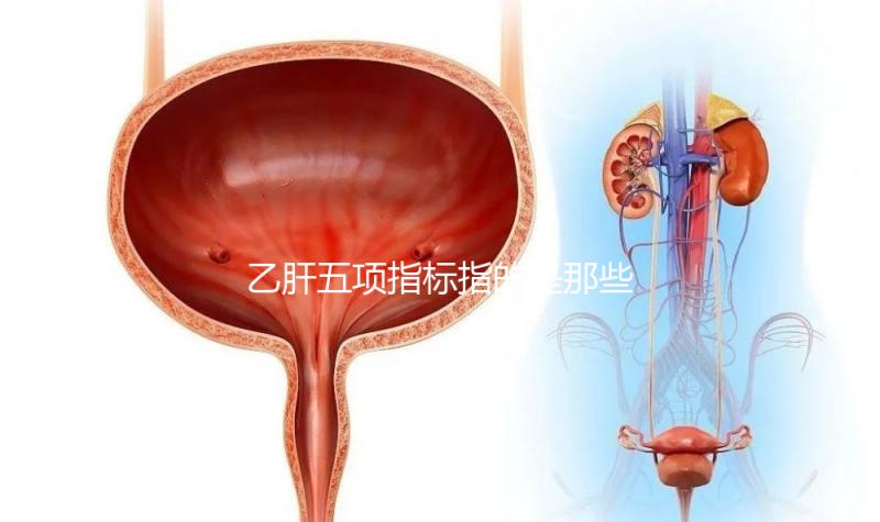 乙肝五項指標(biāo)指的是那些?核心