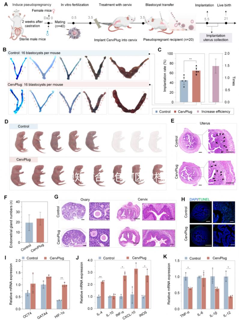 想知道合肥包河區(qū)建檔流程戳進來，一文說清要不要結婚證