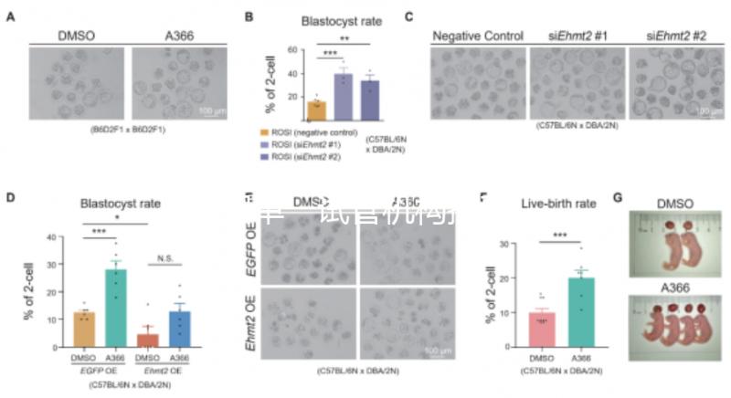 泰國單一試管機構推薦，標準、流程和費用清單，實現你的生育夢想