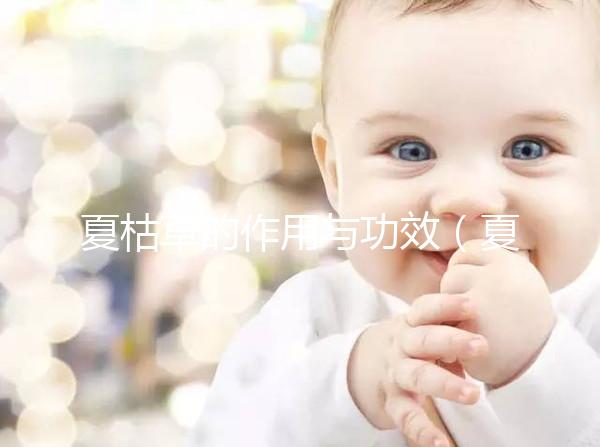 夏枯草的作用與功效（夏枯草的作用與功效主治）