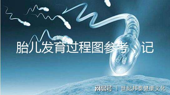 胎兒發育過程圖參考，記錄胚胎從一到九個月變化