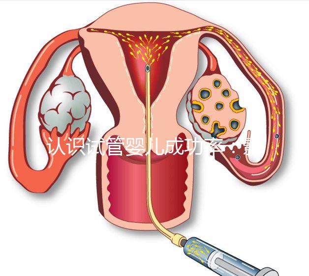 認(rèn)識(shí)試管嬰兒成功率：影響胚胎著床的胚胎因素