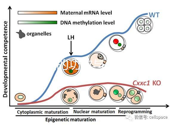 血余炭的功效與作用（血余炭傷腎還是補腎）