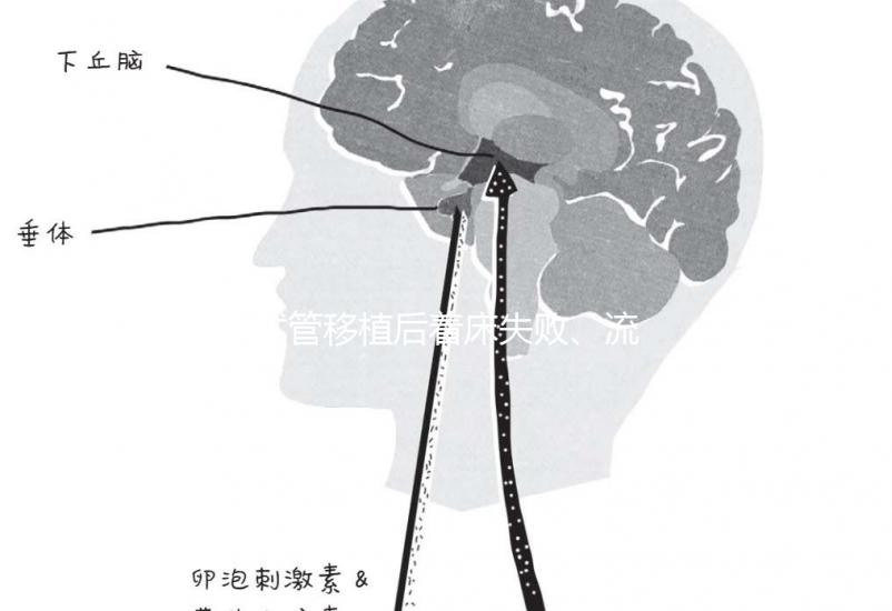 試管移植后著床失敗、流產？可能是“封閉抗體”出了問題