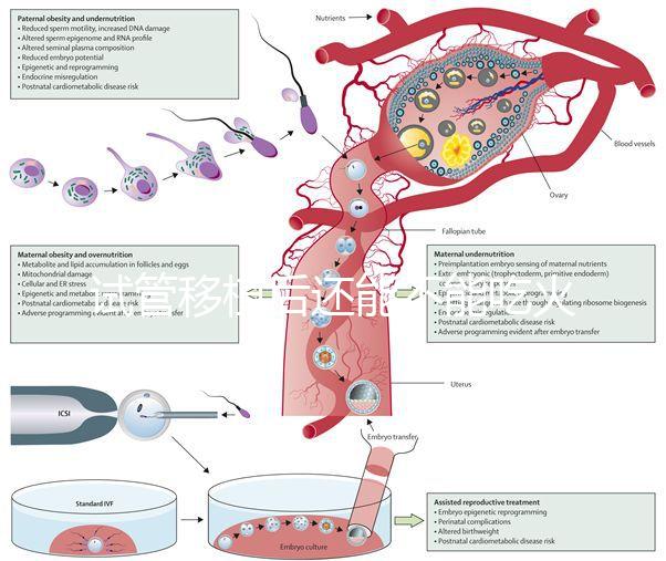 試管移植后還能不能吃火鍋嗎？能吃or不能吃看大家怎么說