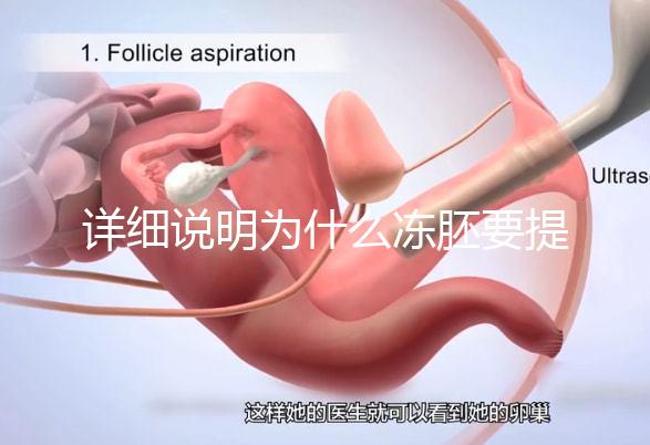 詳細(xì)說(shuō)明為什么凍胚要提前一兩天解凍，有沒(méi)有影響一目了然