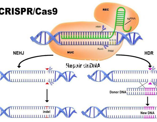 貝因美孕婦奶粉價格介紹，便宜貨網站查詢分真偽
