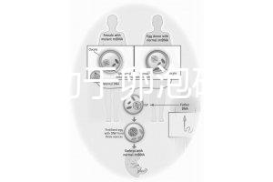 跳繩有助于卵泡破裂嗎？4種有效手段值得入手