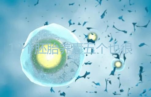 12個胚胎養(yǎng)囊五個也很正常，看完成功率就知所言非虛