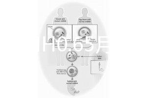 33歲AMH0.65月經(jīng)正常能做試管嬰兒嗎？